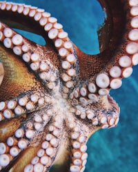 a close up of an octopus' tentacles